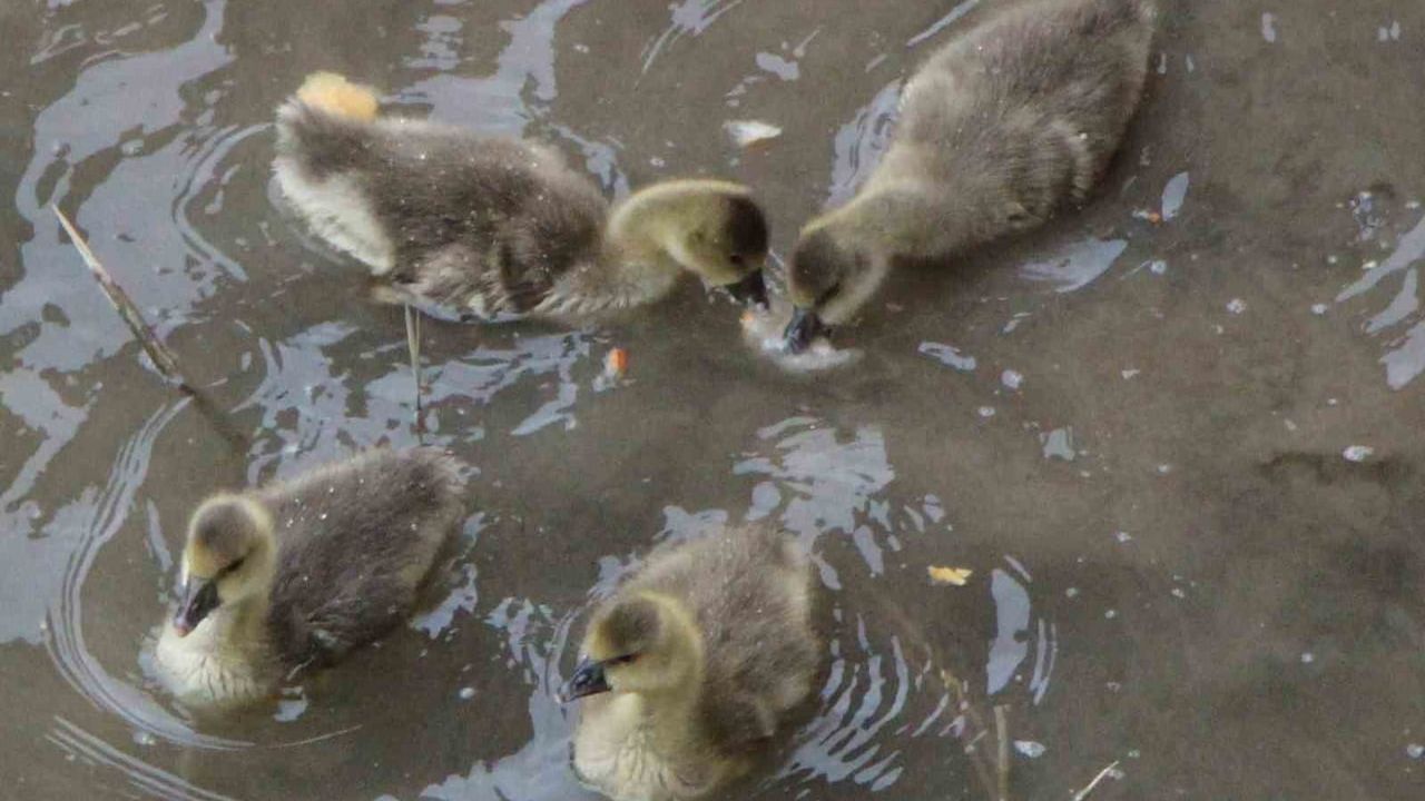 Amasya'da Yeşilırmak'ın maskotu haline gelen 4 kaz yavrusu beslenme rutinini sürdürüyor