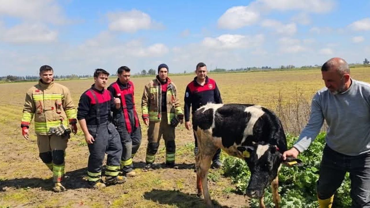 Antakya Apaydın Mahallesi'nde Sulama Kanalına Düşen İnek İtfaiye Ekiplerince Kurtarıldı