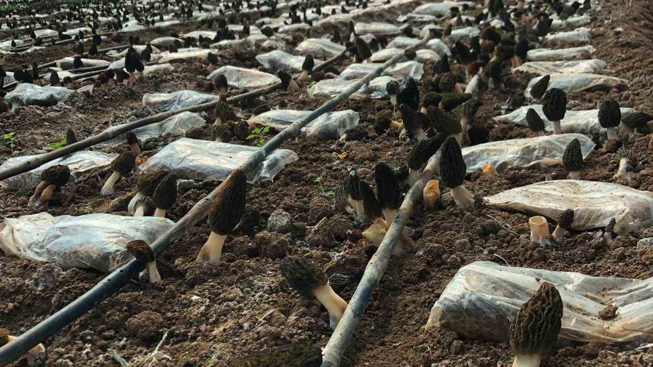 Antalya'da ziraat mühendisi Ömer Şahin, serada kuzugöbeği mantarı üretimine başladı