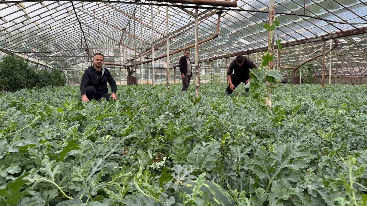Antalya Serik'te kış karpuzu hasadına gün sayılıyor