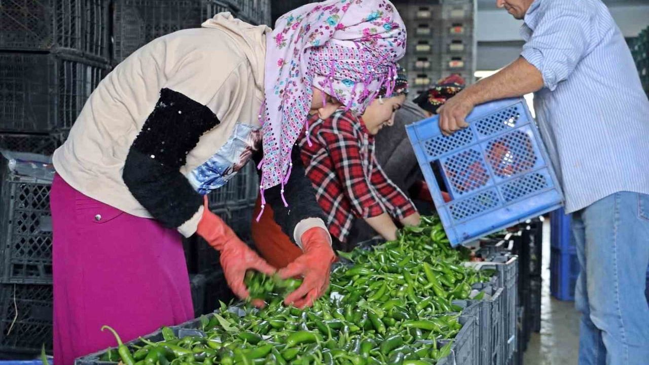 Antalya Ticaret Borsası Mart 2026 Hal Endeksi: Domates, Meyve ve Sebze Verileri