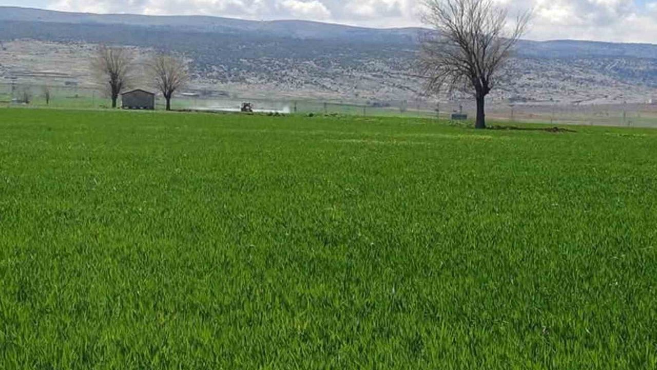 Araban’da 110 bin dönüm hububatta Sarı pas riskine karşı ilaçlı mücadele başlatıldı