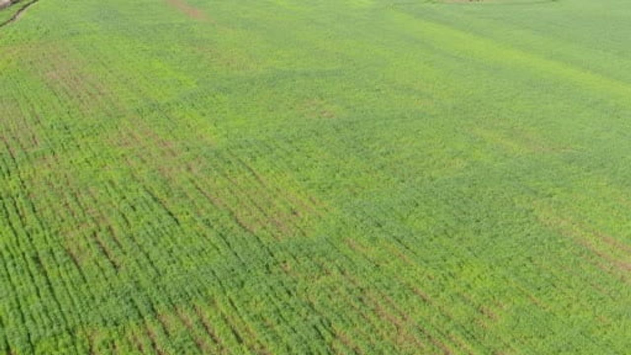 Araban'da yağışlar buğday verimini artırdı: 90 bin dönümde 80 bin ton rekolte bekleniyor