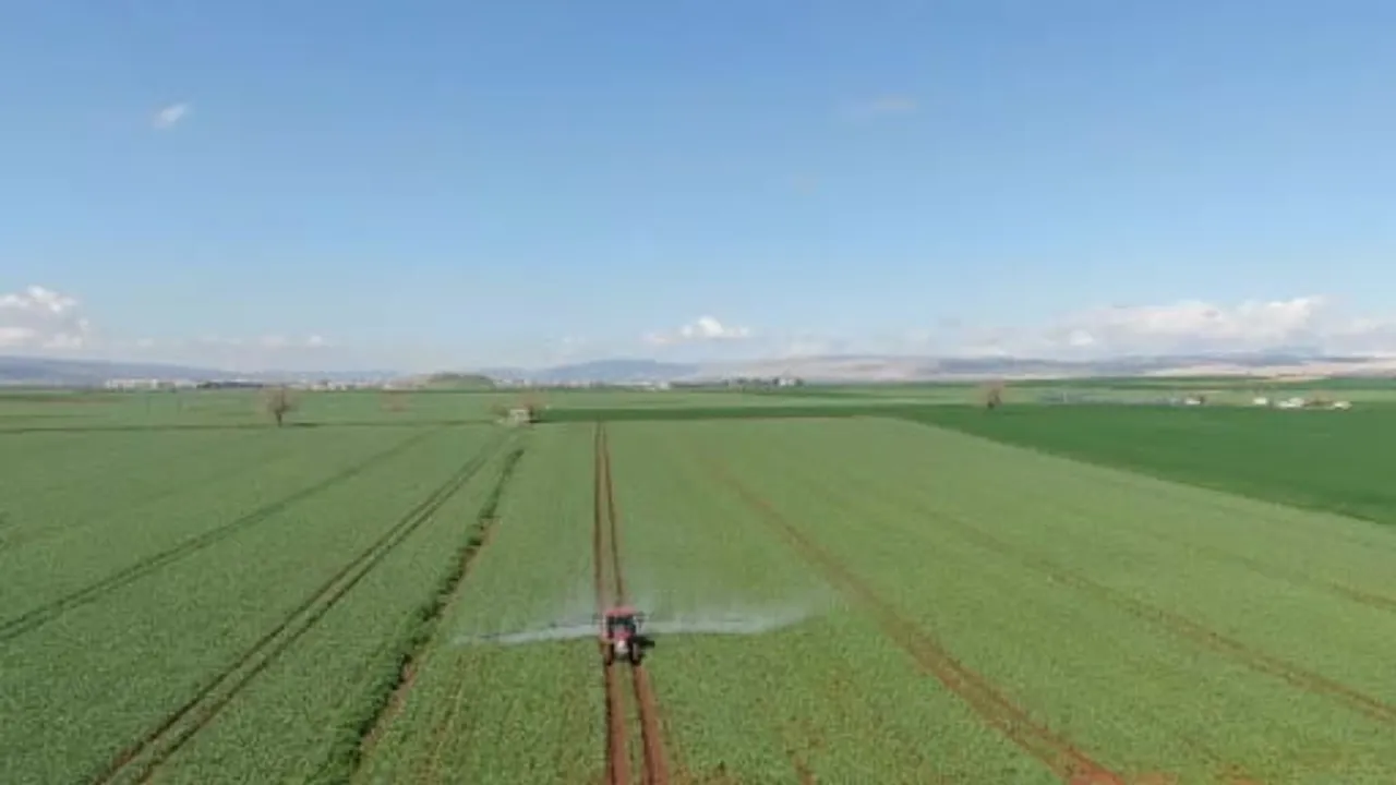 Araban’da yağışlar üreticiyi umutlandırdı: AB tescilli sarımsakta rekolte ve kalite beklentisi yükseldi