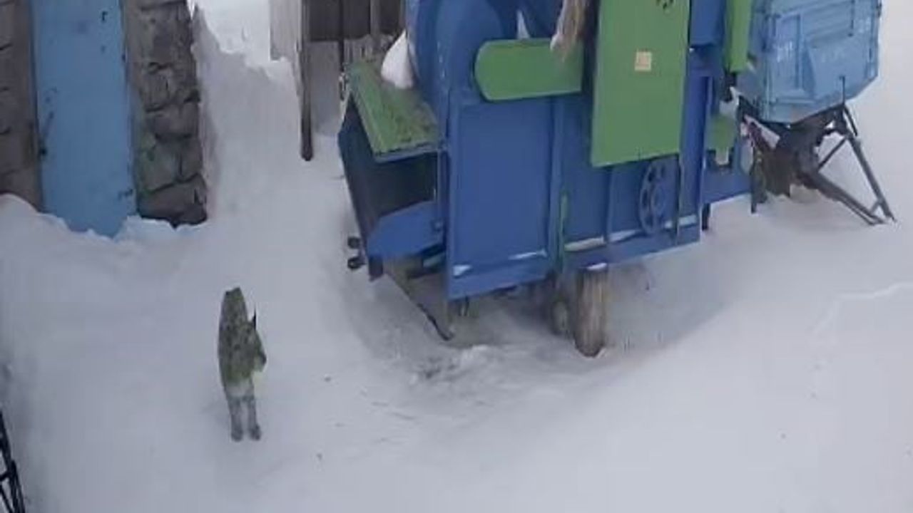 Ardahan'da Aç Kalan Vaşak Serinkuyu Köyüne İndi, Güvenlik Kamerasına Yansıdı