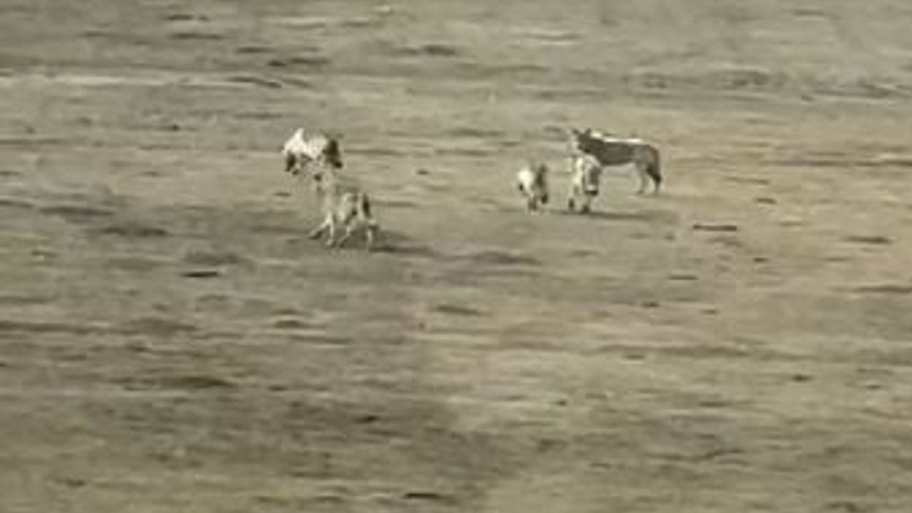 Ardahan'da Tepesuyu Köyünde Kurt Sürüsü Yiyecek Arayışında Görüntülendi