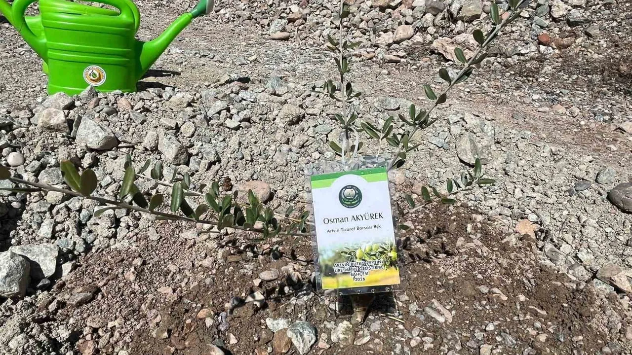 Artvin'de 450 Butko zeytin fidanı toprakla buluşturuldu — Üretim artışı ve yeni bahçeler hedefleniyor