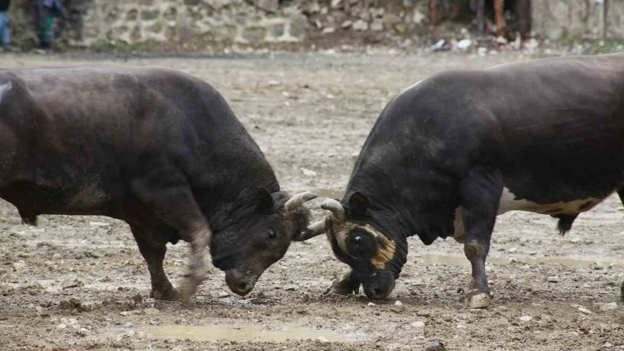 Artvin’de Boğa Güreşleri Sezonu Yusufeli Sarıgöl’de 31’inci Kez Açıldı