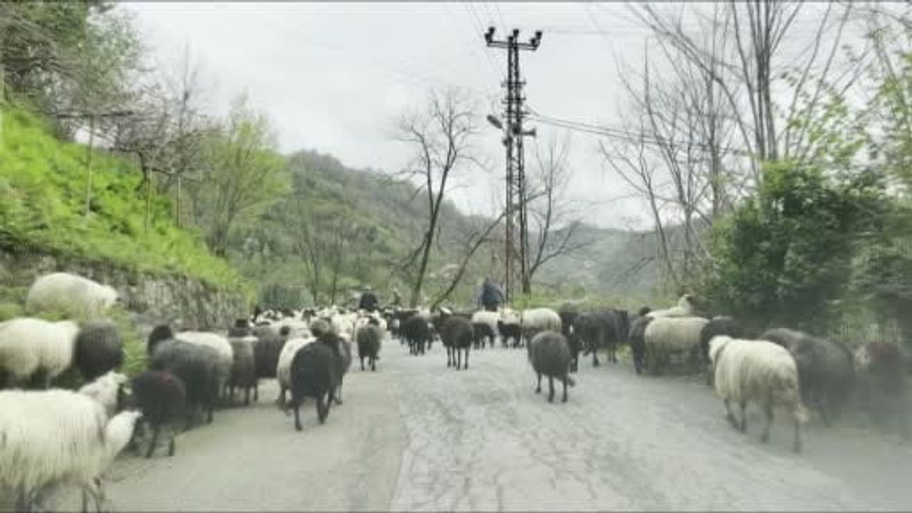 Artvin'de geleneksel yayla göçü başladı: Kemalpaşa'dan Bilbilan Yaylası'na 500 koyun