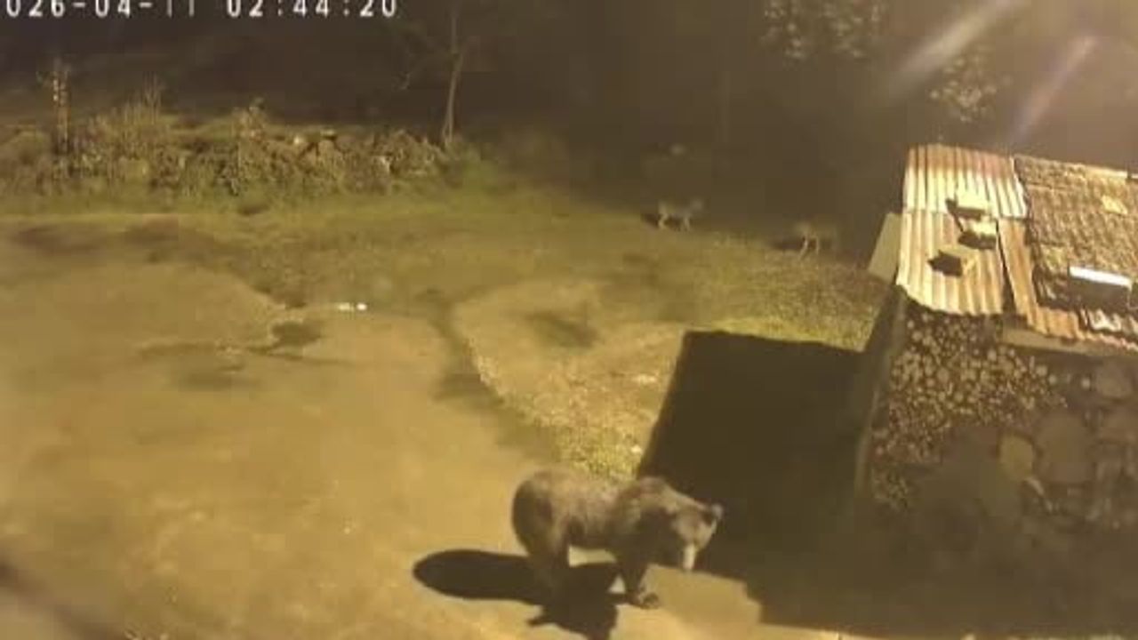 Artvin'de İlkbaharda Ayılar Yiyecek Arayışı İçin Köy ve Karayollarına İndi