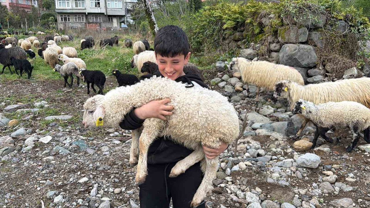 Artvin'de sezonun ilk yayla göçü: Kemalpaşa'dan Bilbilan Yaylası'na 500 koyun yola çıktı