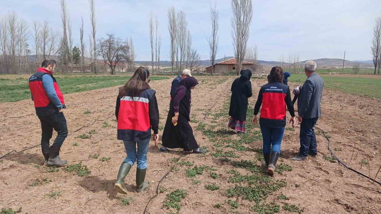 Aslanapa'da üreticilere 'İyi Tarım Uygulamaları' eğitimi ve ahududu parsel kontrolleri yapıldı
