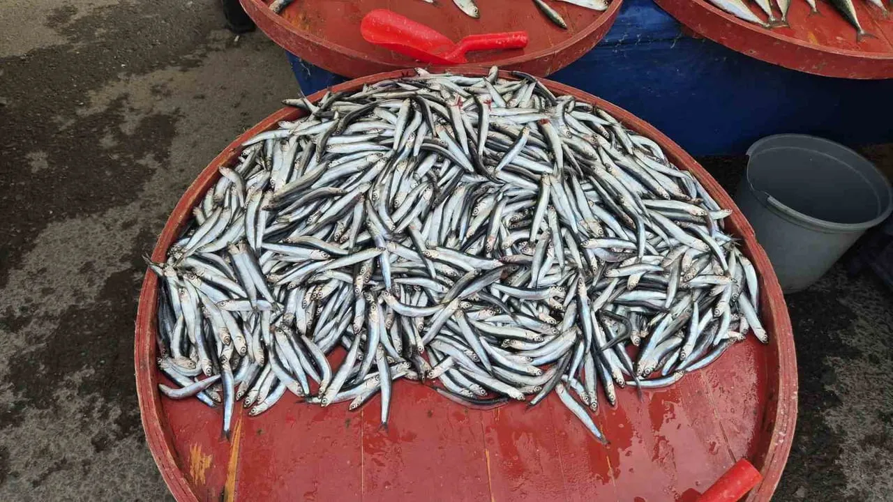 Av yasağı öncesi Süleymanpaşa pazarı: Hamsi kilogramı 100 TL, tezgâhlarda yoğunluk
