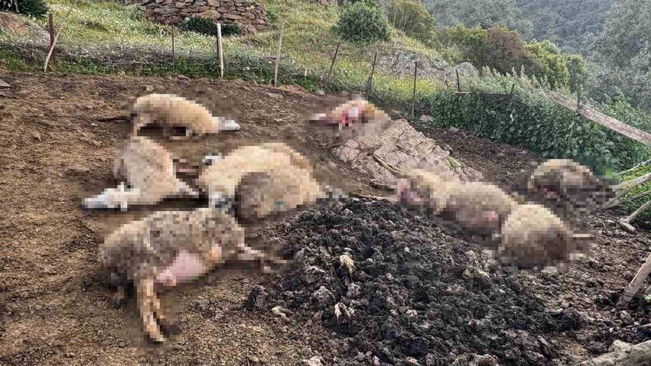 Aydın Çine Hallaçlar Mahallesi’nde Kurt Saldırısı: Yaklaşık 20 Küçükbaş Telef Oldu