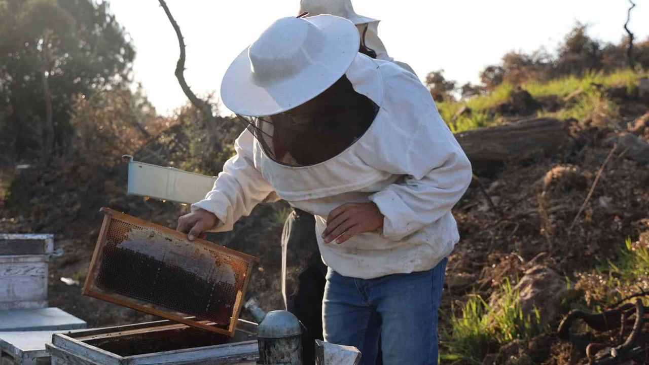Aydın'da arı kolonileri gençleşiyor: Arıcılar bol yağışın ardından bal sezonundan umutlu