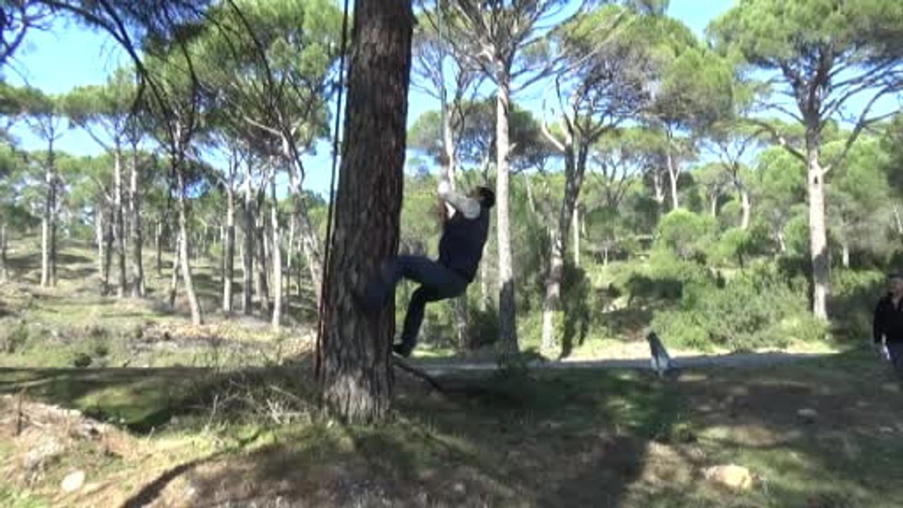 Aydın'da çam fıstığı hasadı: metrelerce yükseğe tırmanan işçiler ve işçi sıkıntısı