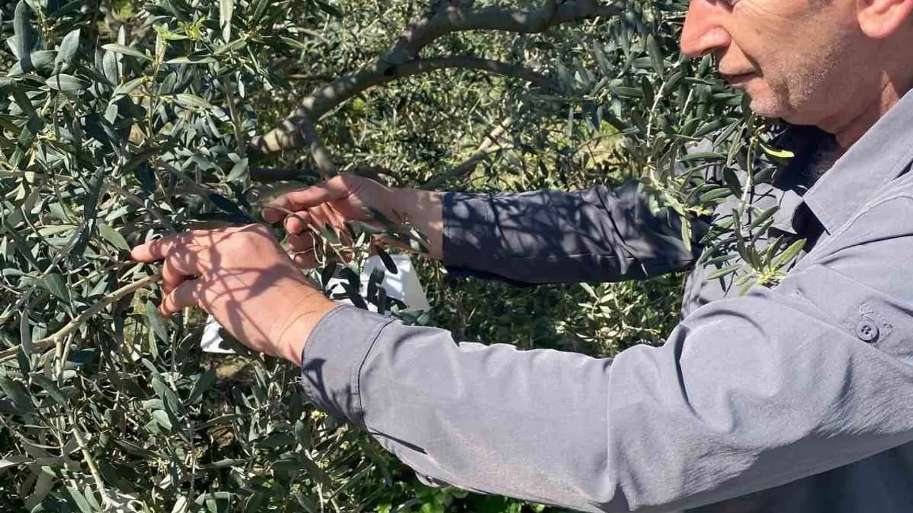Aydın’da zeytin bahçelerine feromonlu tuzak kurulumları başladı