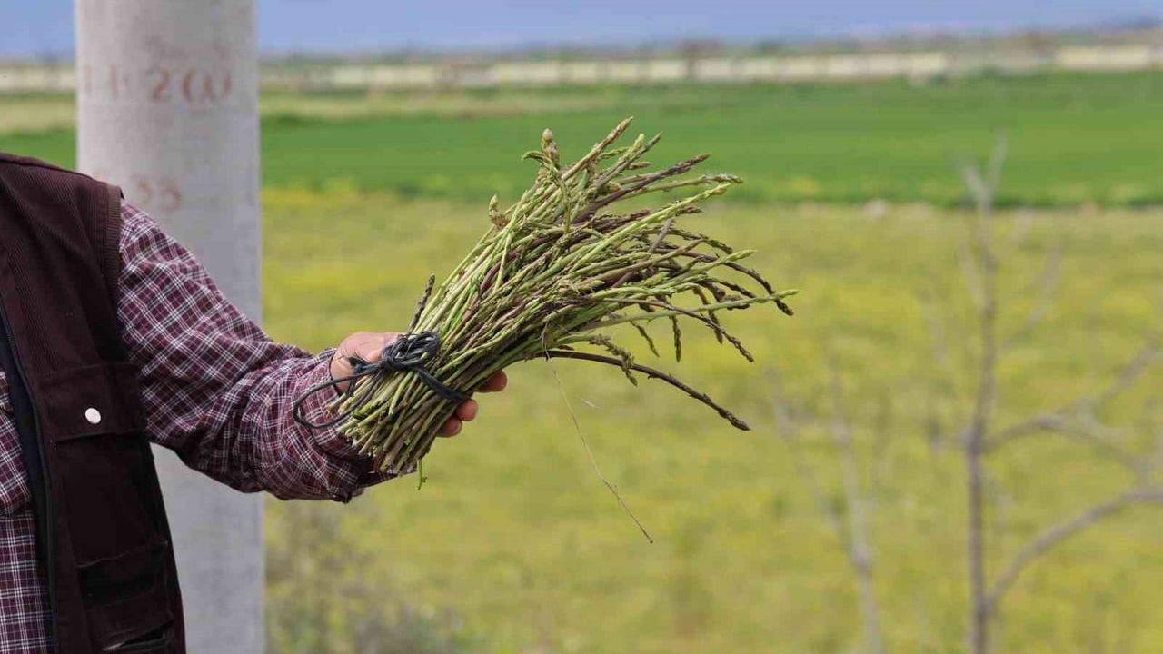 Aydın Koçarlı’da emekli İlyas Avcı, doğadan topladıklarını ihtiyaç sahipleriyle paylaşıyor