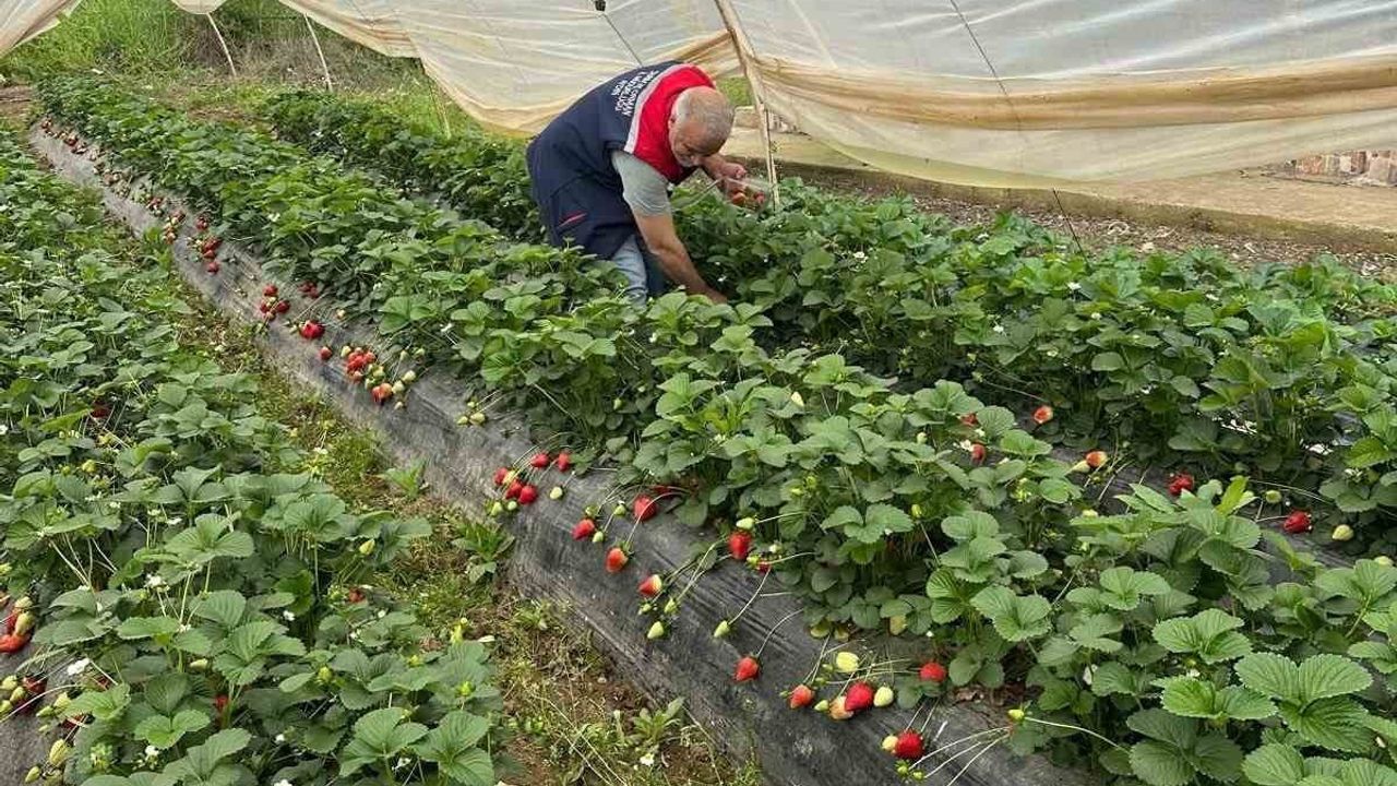 Aydın Köşk’te hasat öncesi çilekte pestisit kalıntı denetimleri devam ediyor