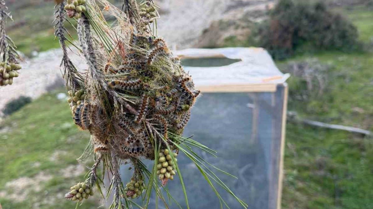 Aydın ormanlarında çam kese böceğine karşı biyolojik ve mekanik mücadele sürüyor