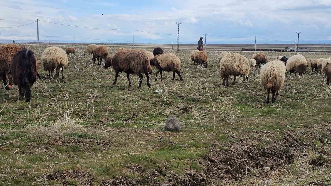 Aydınlar'da iki mevsim bir arada: Alçak kesimlerde bahar, yükseklerde kış sürüyor