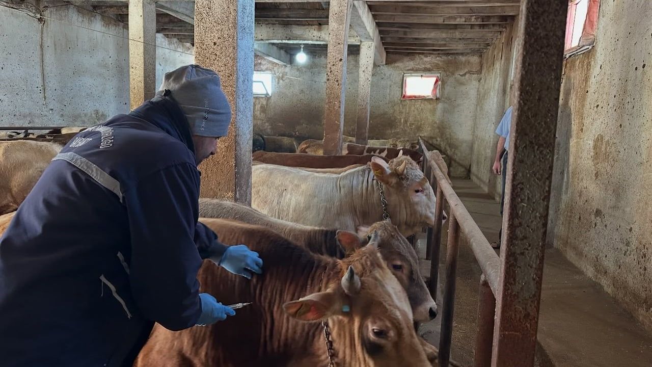 Aydıntepe'de 23 köy ve 4 mahallede büyükbaşlara şap ve brusella aşısı tamamlandı