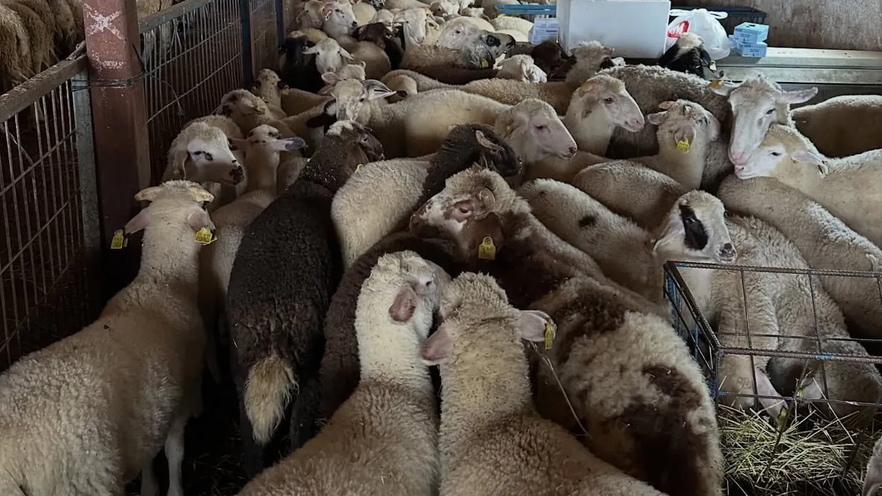 Aydıntepe'de şap sero-sürveyansı: 8 köyde 80 büyükbaşta NSP ve bağışıklık takibi