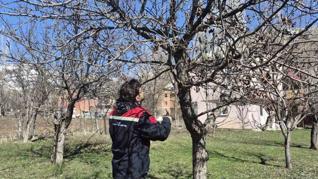 Aydıntepe’de üretici talepleri doğrultusunda meyve bahçelerinde budama uygulamaları sürüyor