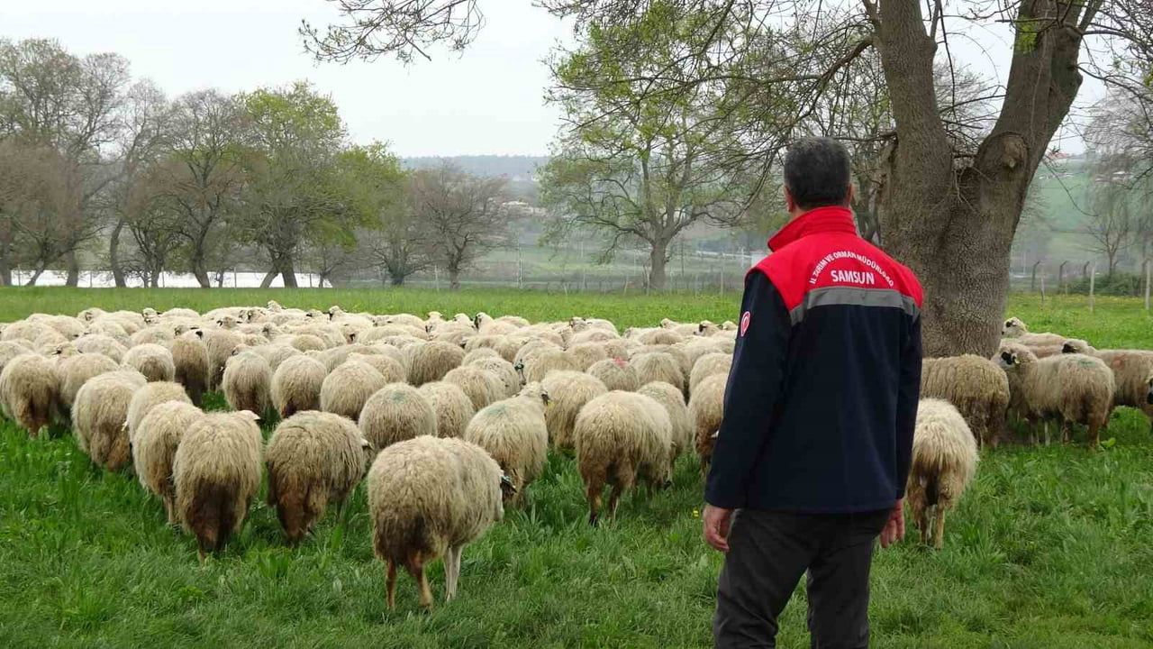 Bafra'da organik hayvancılık yerinde incelendi