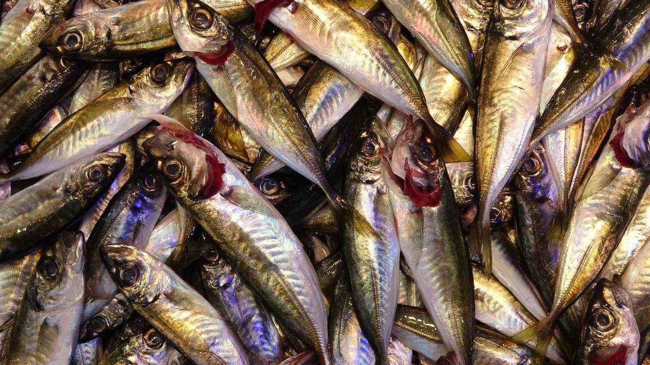 Balık av sezonu sona ererken esnaf: Hamsi ve istavrit bolluğu satışları artırdı