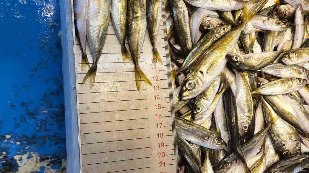 Balıkçılıkta genel av yasağı 15 Nisan 2026'da başladı — Trabzon'da denetimler ve hamsi verileri