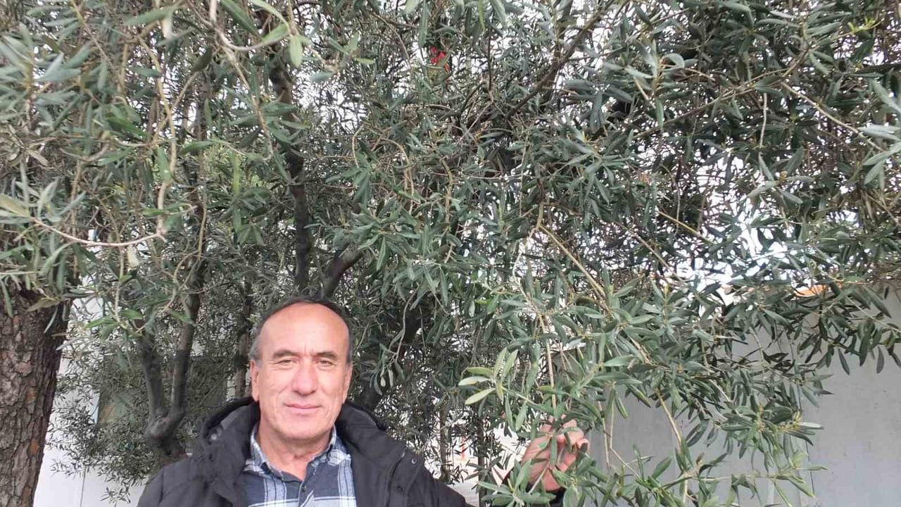 Balıkesir Burhaniye'de Nisan yağmurları zeytincilere umut verdi