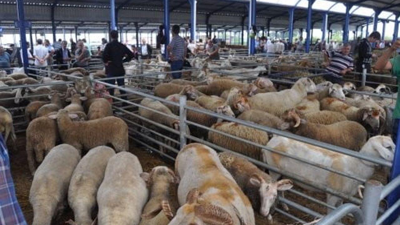 Balıkesir'de şap alarmı: Valilik kararıyla tüm hayvan pazarları geçici olarak kapatıldı