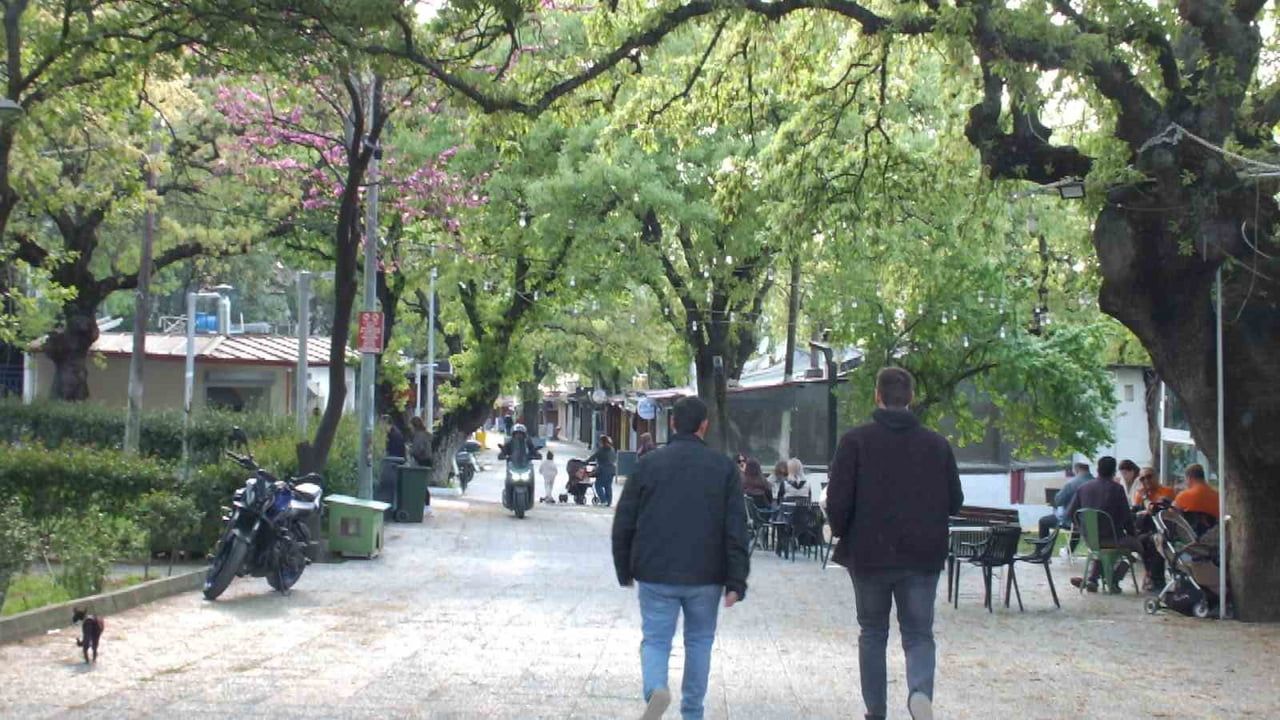 Balıkesir Ören'de bin 620 tarihi meşe ağacı koruma altına alındı