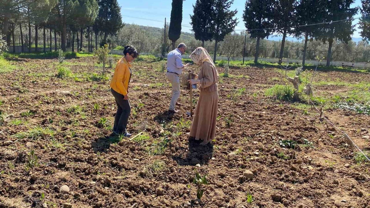 Balıkesir Üniversitesi Edremit MYO'da 1,5 Dönümlük Lavanta Bahçesi: 300 Kök ile Eğitim ve Üretim