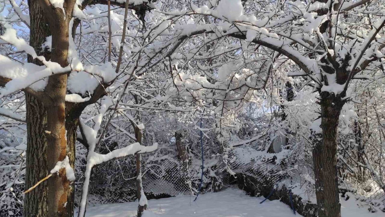 Batman’da ani hava değişimleri erken filizlenen meyve ağaçlarına zarar verdi