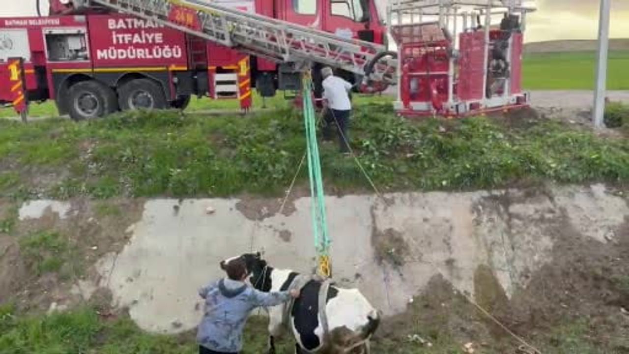 Batman'da kaybolan iki inek köprü altında bulunarak sahibine teslim edildi