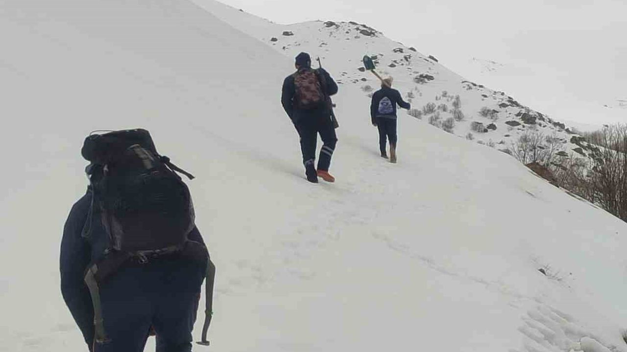 Bayburt Sarıçiçek Yaylası'nda ayı saldırıları: Kar kapalı yolu daha da sorunlaştırdı