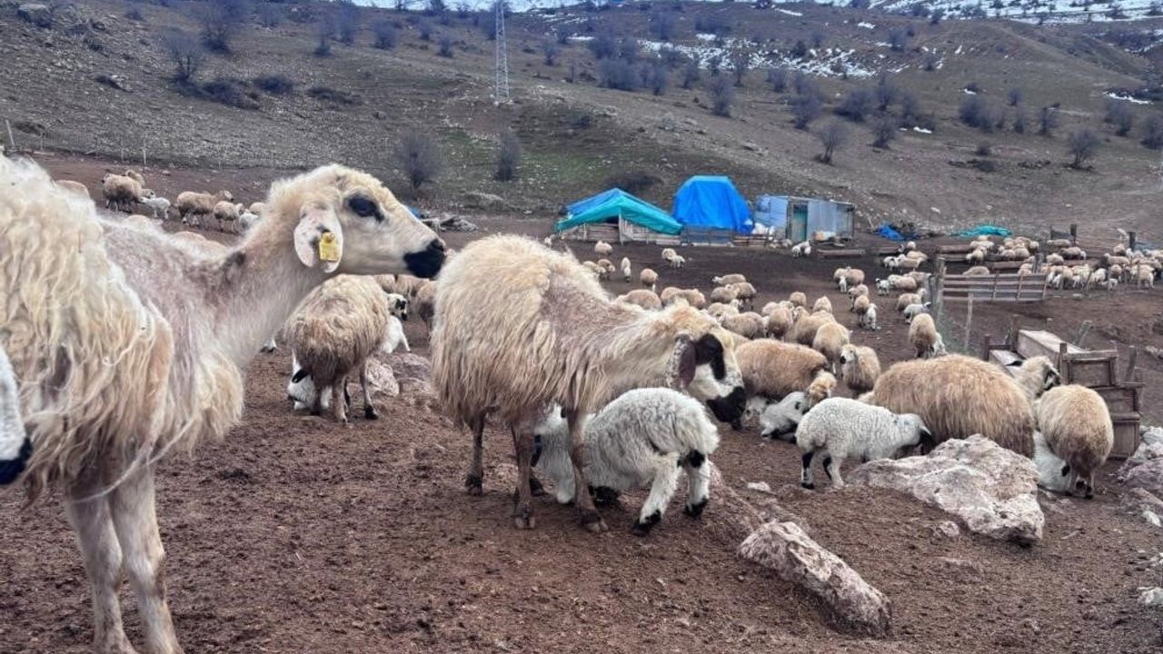 Bayburt’ta 'Kırsalda Bereket Küçükbaşa Destek Projesi' için başvurular başladı
