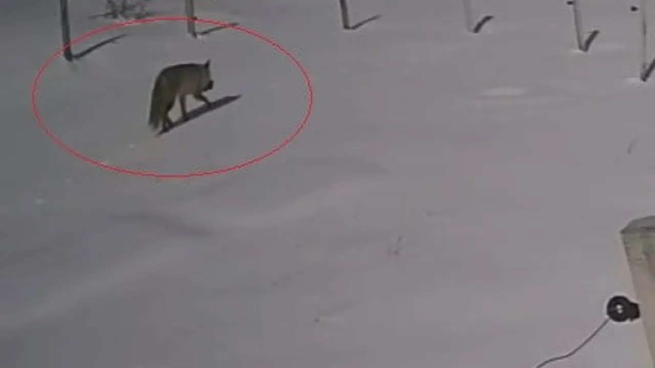 Bayburt'ta tilki bahçede yaban tavşanı avladı — güvenlik kamerası kaydetti