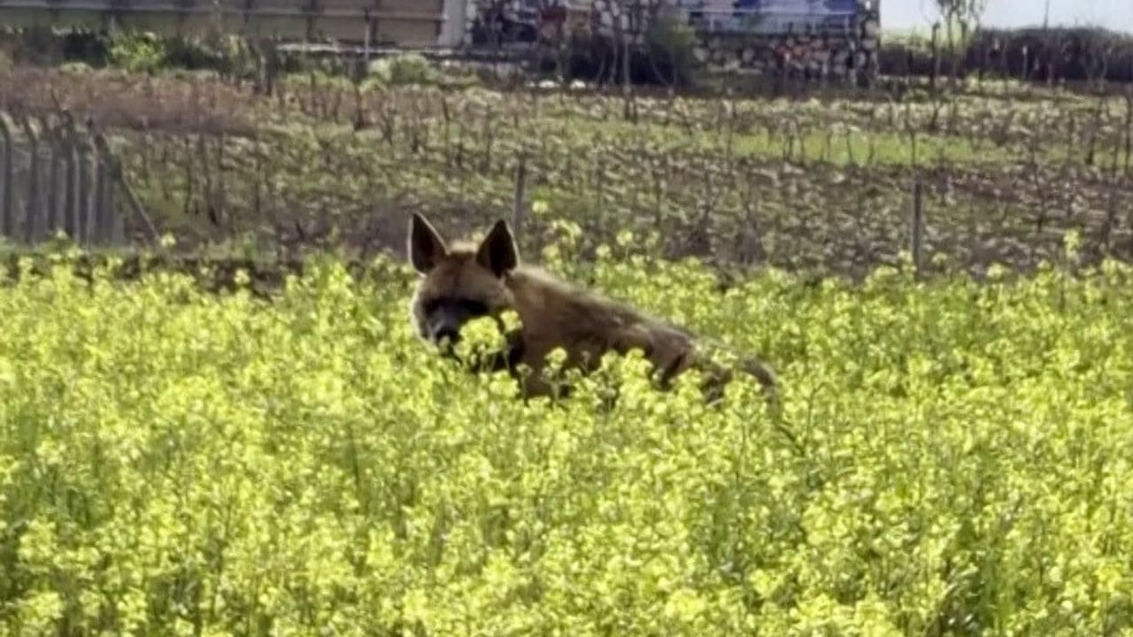 Besni'de Nesli Tehlikede Çizgili Sırtlan Sarı Çiçekli Tarlada Görüntülendi
