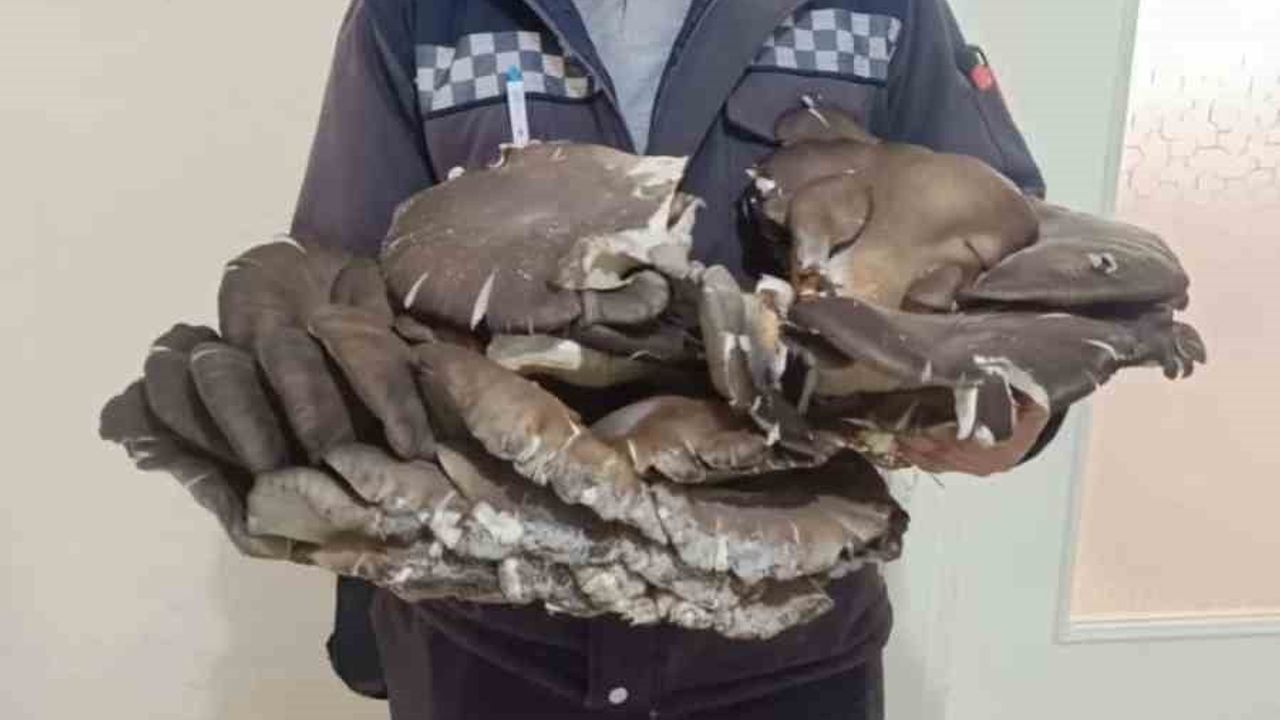 Beyşehir'de 9,7 kilogramlık istiridye mantarı bulundu