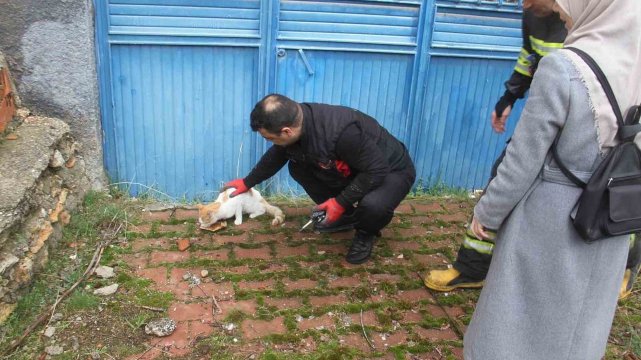 Beyşehir'de bodrumda mahsur kalan kedi itfaiye ekiplerince kurtarıldı