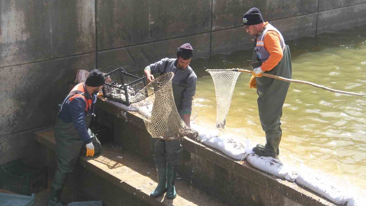 Beyşehir Gölü'nden kanala sürüklenen binlerce balık kurtarıldı