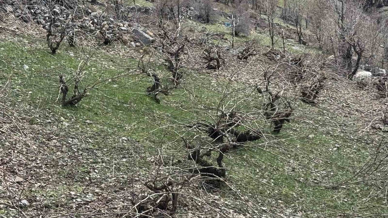 Beytüşşebap'ta Aynı Gün İki Mevsim: Kato Dağı'nda Karla Mücadele, Alçak Kesimlerde Budama