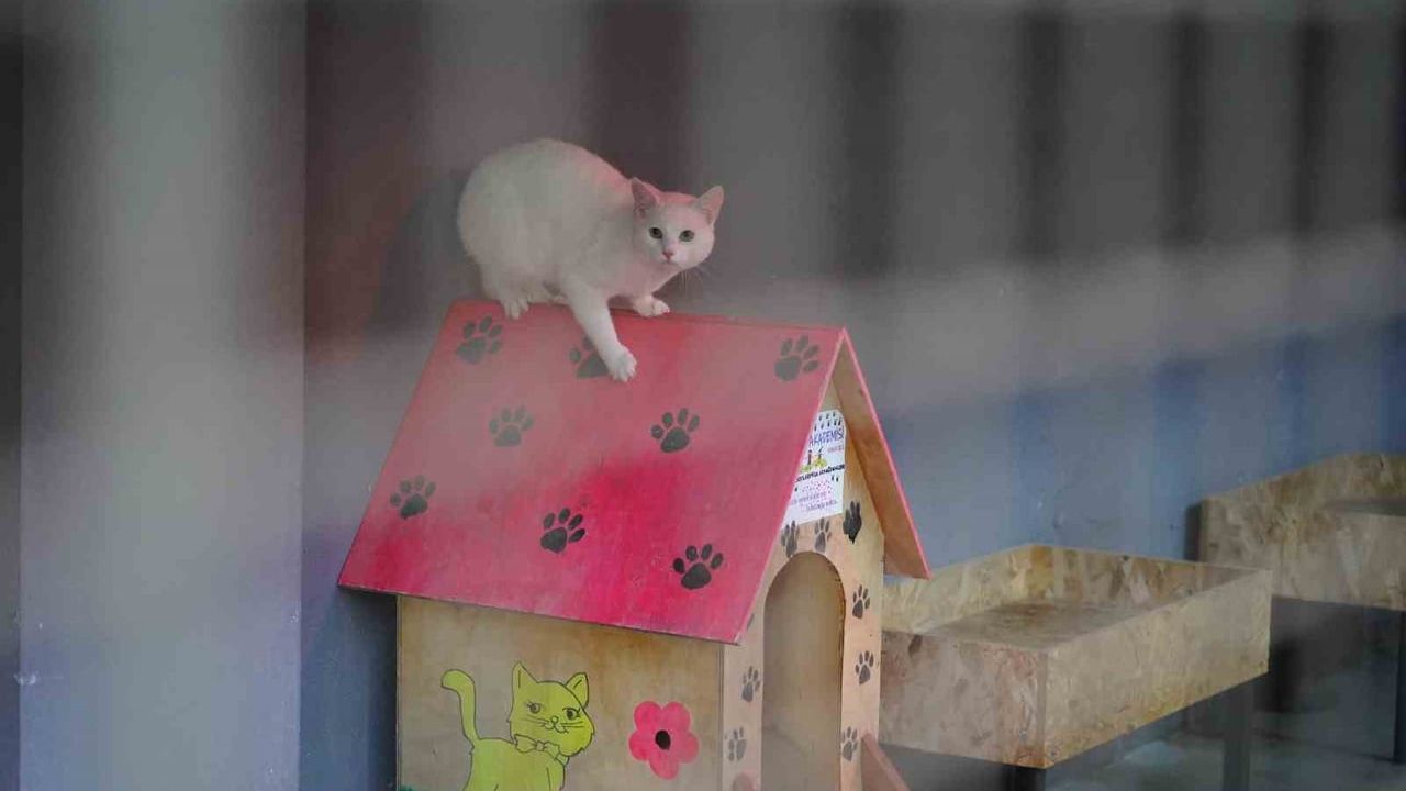 Bilecik Belediyesi Sokak Hayvanları Merkezi'nde bakım öne çıkıyor; Bozüyük barınağında soruşturma