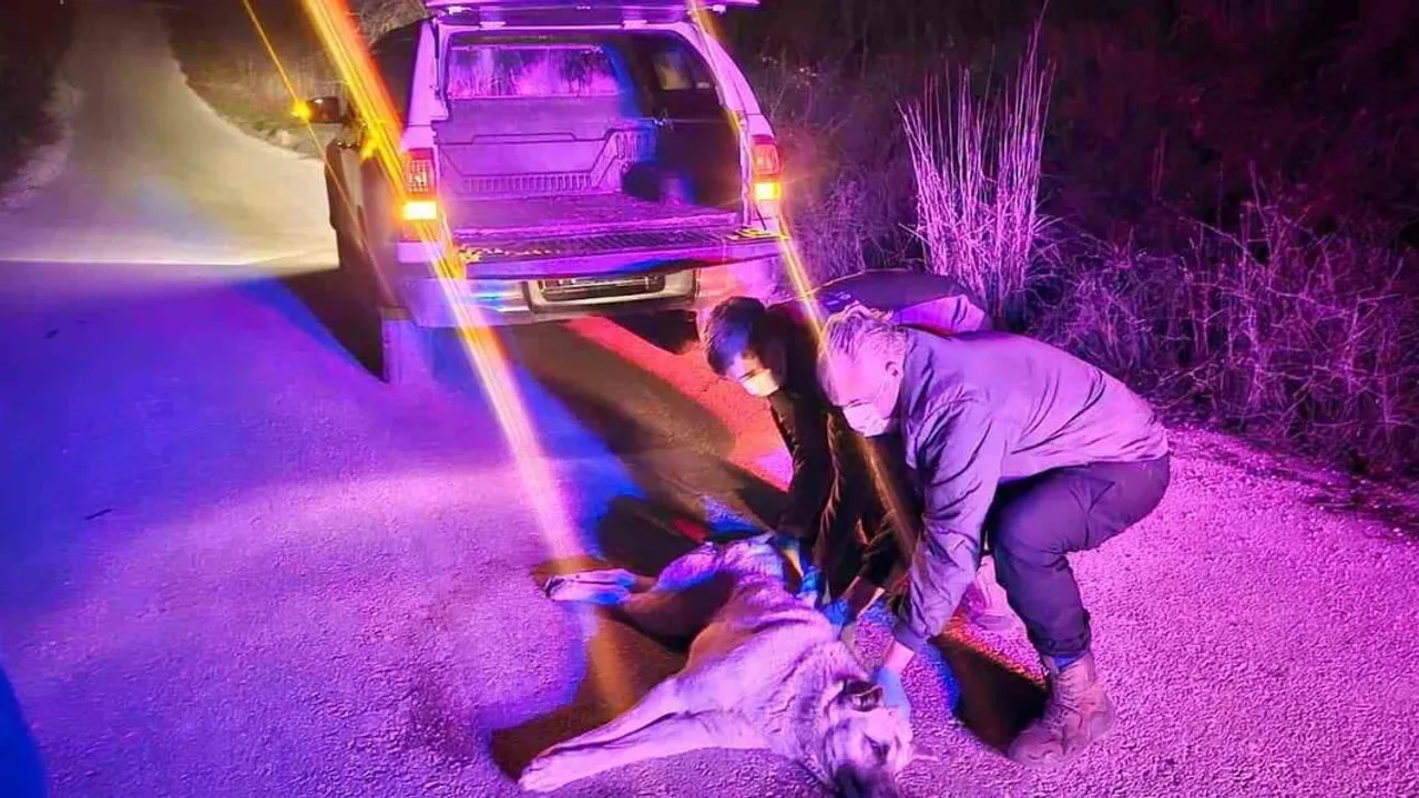 Bilecik'te Ulupınar-Selöz Yolunda Yaralı Köpeğe Jandarma Müdahalesi