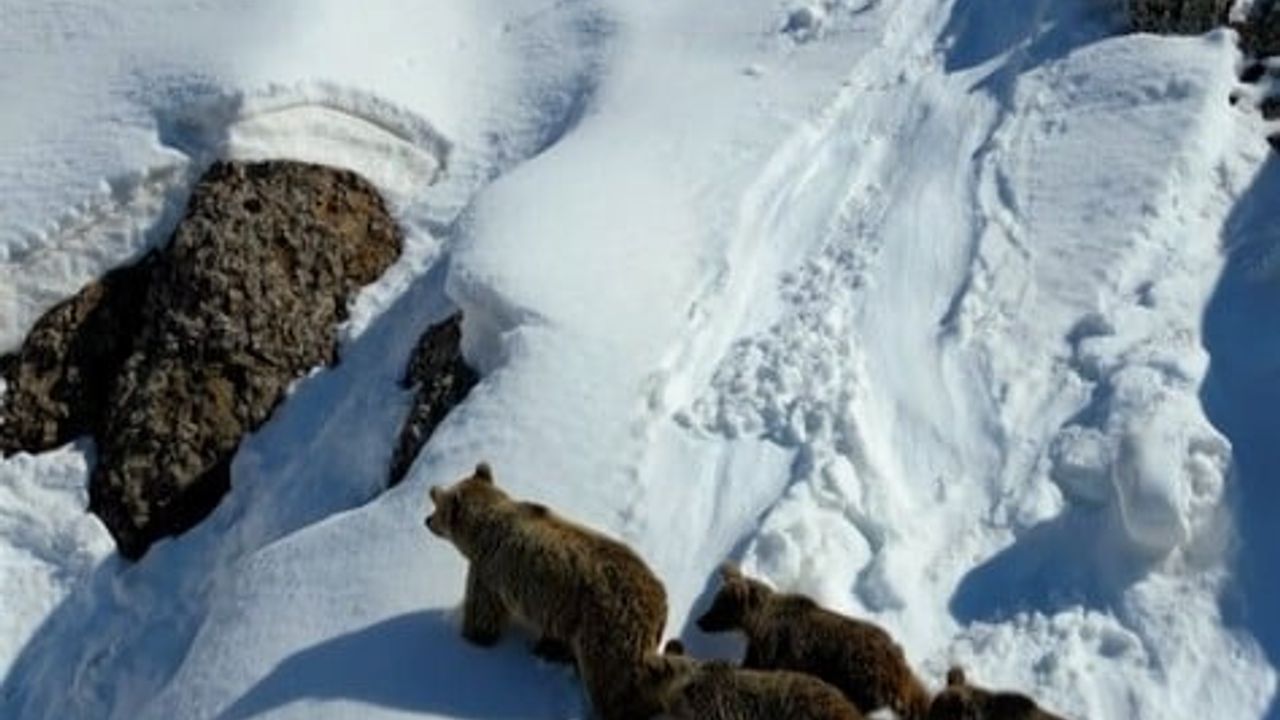 Bingöl'de bozayı ve üç yavrusu kış uykusundan uyanıp drone ile görüntülendi