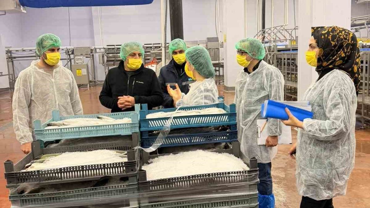 Bingöl Organize Sanayi Bölgesi'ndeki balık işleme tesisleri denetlendi