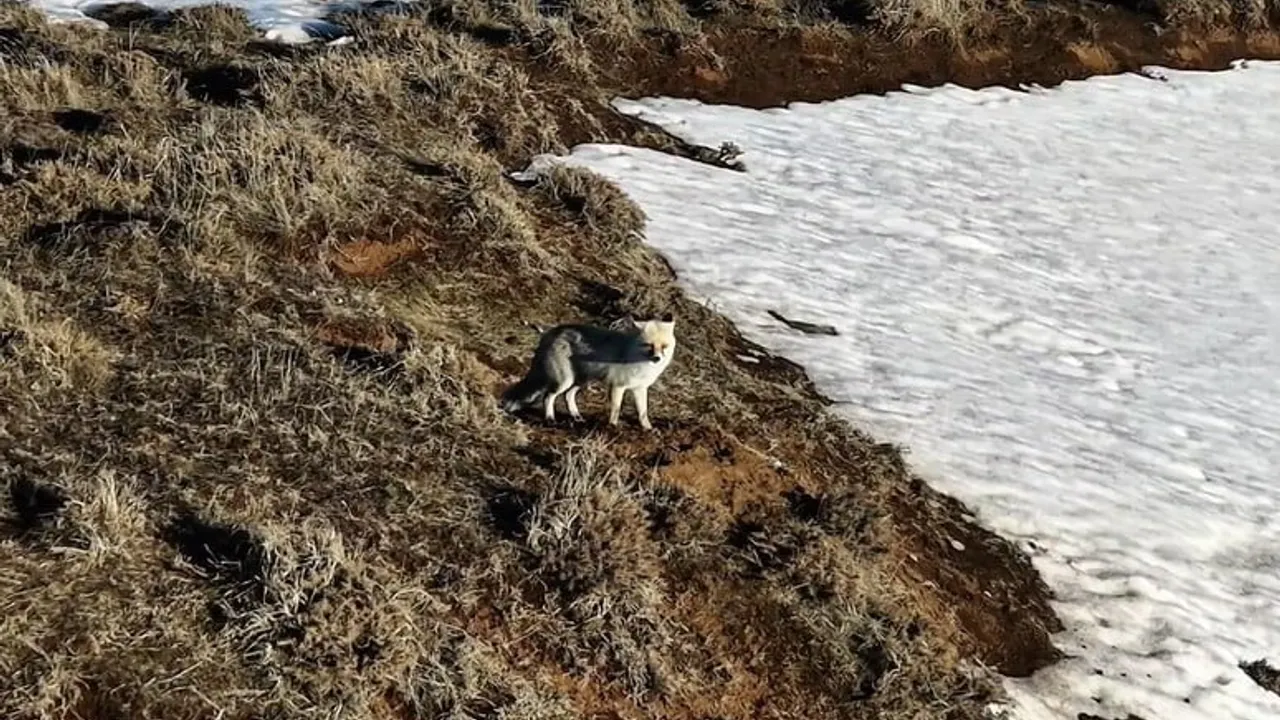 Bitlis Ahlat'ta karla kaplı arazide yiyecek arayan tilki dronla görüntülendi